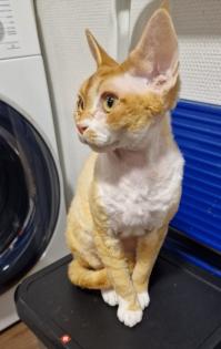 Devon Rex Kater Amour 10 Monate, kastriert - verspielt und sehr liebevoll