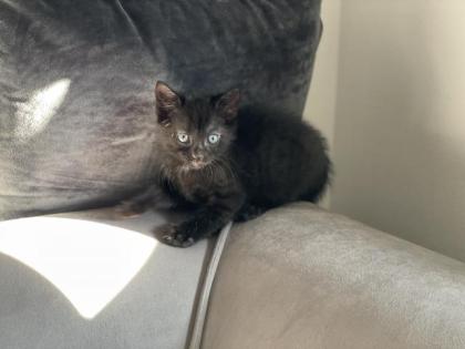 Wunderschöne Babykatzen/Kitten