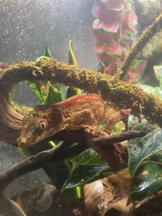 Höckerkopfgecko Gargoyle Gecko Weibchen ca. 1 Jahr alt
