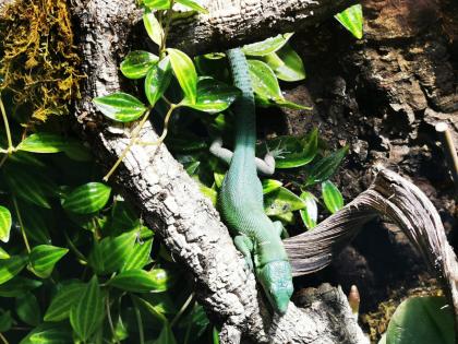 Gastropholis Prasina 1. 3