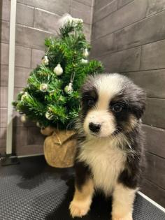 Miniature Australian Shepherd Mini Aussie