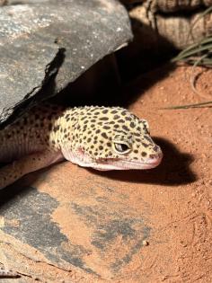 Leopardgecko-Männchen