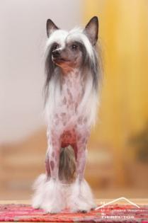 Chinese Crested Dog sucht ein neues zu Hause.