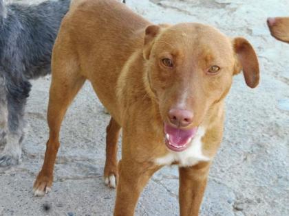 Tarik - Freundlicher, gehorsamer Podenco-Mix sucht freies Körbchen