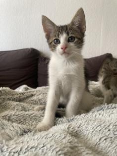 Mischlings Babykatzen suchen dringend ein zuhause