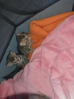 Bengalkitten