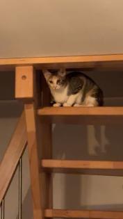 Orientalisch Kurzhaar Katze