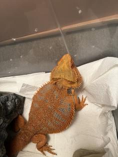 Drago Bartagame sucht neues Zuhause mit Terrarium