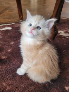 Maine Coon Kitten reinrassig