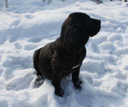 Fila Brasileiro Welpen