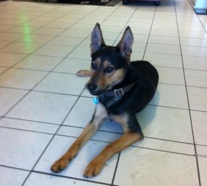 Balou stürmischer und liebenswerter Schäferhund Husky Mix-Halbstarker such