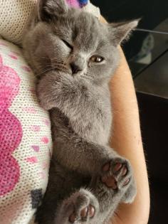 BKH KITTE Britisch Kurzhaar KATZENBABY
