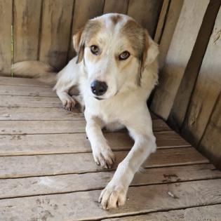 Balu sucht ein Zuhause