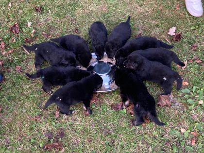 Altdeutsche Schäferhunde Welpen
