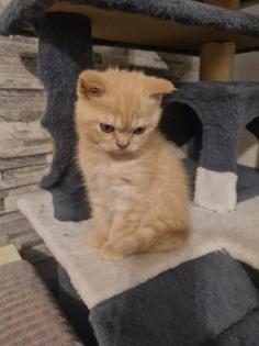 Bkh Kitten noch 2 zu haben