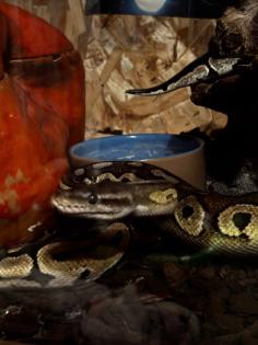 3 Königspythons ohne Terrarium