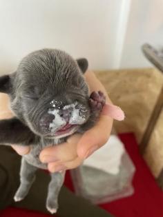 Französische Bulldogge Welpen Blue Line