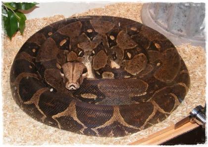 0. 1 Boa c. i. Mexiko