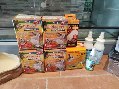 Bartagame m mit großem Terrarium, Quarantäneterrarium inkl. Beleuchtung und viel Zubehör