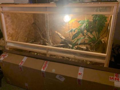 Kornnatter, 2, 5 Jahre, komplett mit Terrarium und Zubehör abzugeben