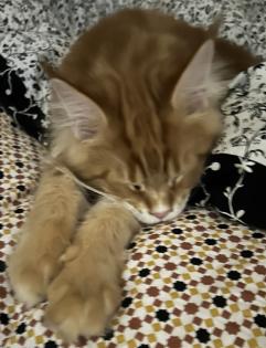 Maine Coon Kater Rot