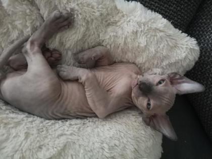 Sphynx Kitten