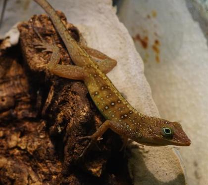Anolis marmoratus, bimaculatus, wattsi, oculatus, desiradei, terraealtae und and