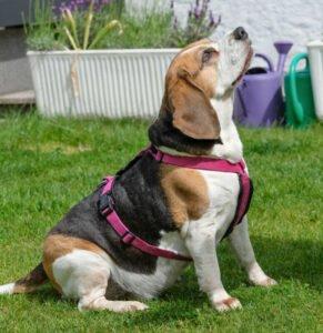 BIBBI - weiblich 9 Jahre 43 cm 25 kg Beagle Gechipt Nicht kastriert