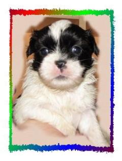 Shih Tzu Kobolde