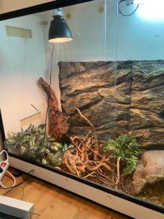 Kornnatter, 2 Jahre alt mit großem Terrarium abzugeben