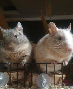 Zwei männliche Degus