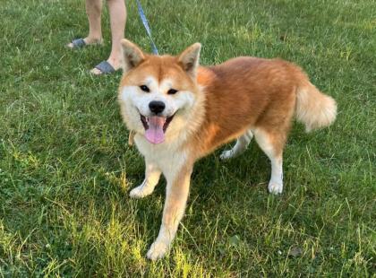 Japanische Akita-inu Hündin 13 Monaten