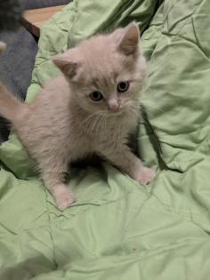 PerserMixKitten weiblich