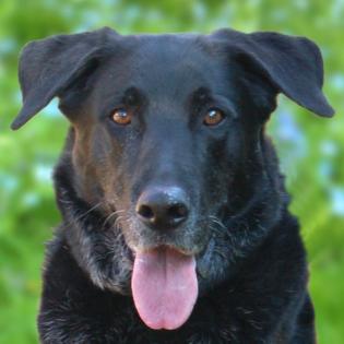 BALDUR - männlich 8 Jahre 63 cm 39. 5 kg Labrador-Schäfer-Mix Gechipt Kastriert