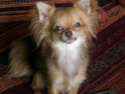 Schöner Chihuahua schoko tan
