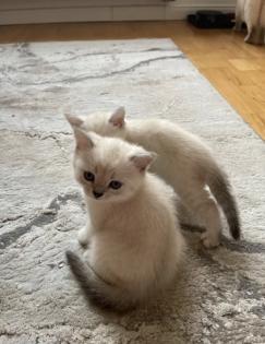 Abgabe bereite BKH blue point kitten Nur 1 männlich übrig