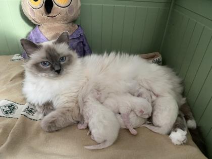 Birma Kitten mit Stammbaum inkl. 2 Impfungen blue lilac Point Tabby