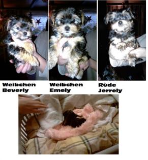 3 kleine Mini yorkshire Chihwawa Mix Welpen
