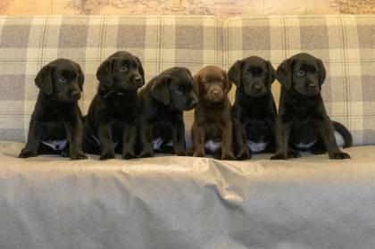 Reinrassige Labrador Welpen