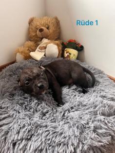 American Pocket Bully
