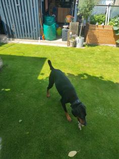 Dobermann Rüde