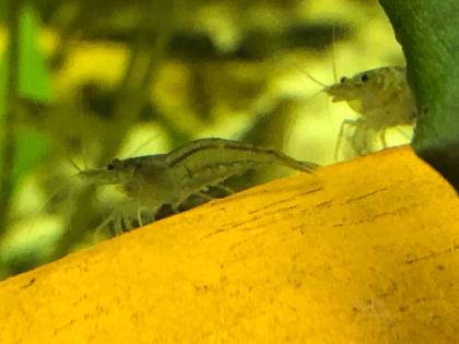 Amano Größe L