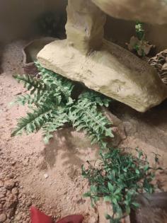 Verkaufe Terrarium 120x80x80cm mit zubehör