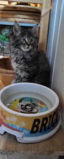2 Main Coon Kitten abzugeben