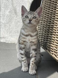 Bengalen Babys suchen neue Dosenöffner
