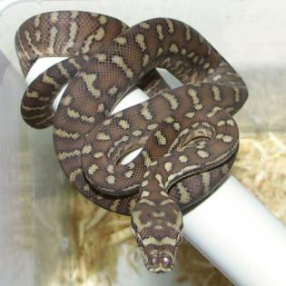 Baumpython. Bredli, kückennatter