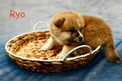 Reinrassige Akita Inu Welpen mit Papieren der Elterntiere