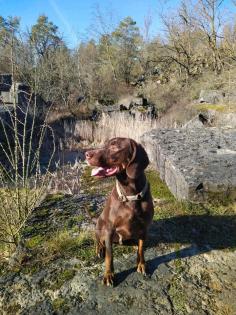 Reinrassiger Jagdhund sucht Herrchen ohne Kinder