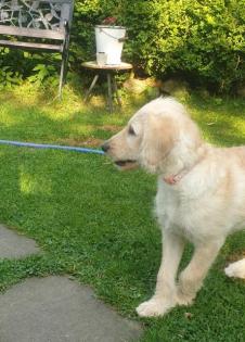 Noch 1 süßer Goldendoodle Welpe sucht seine Traumfamilie