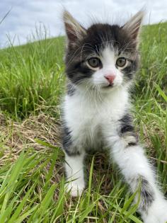 Unsere süßen Katzenbabys suchen ab Ende August ein neues Zuhause mit viel Auslauf